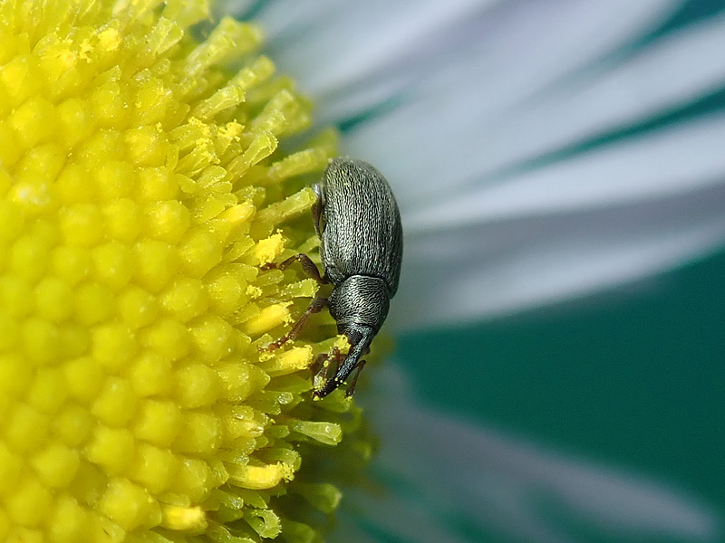 Curculionidae: da identificare